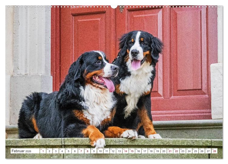 Produktbild: Berner Sennenhund - Der beste Freund f&uuml;rs Leben (hochwertiger Premium Wandkalender 2026 DIN A2 quer), Kunstdruck in Hochglanz