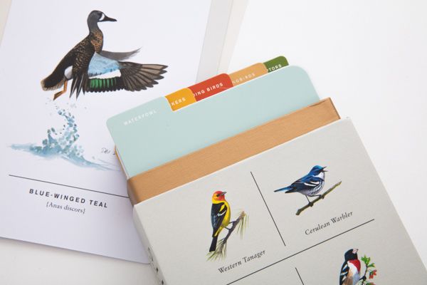 Produktbild: Sibley Birds of Land, Sea, and Sky