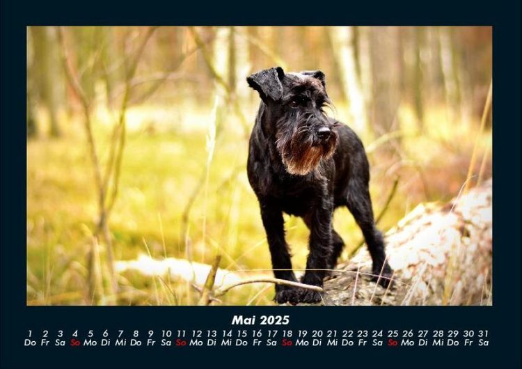 Produktbild: Waldzauber 2025 Fotokalender DIN A4