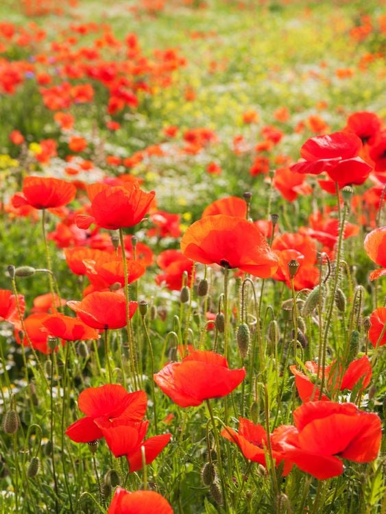 Produktbild: CALVENDO Puzzle Traumhafte Mohnblumen | 1000 Teile Lege-Gr&ouml;&szlig;e 64x48cm Foto-Puzzle f&uuml;r gl&uuml;ckliche Stunden