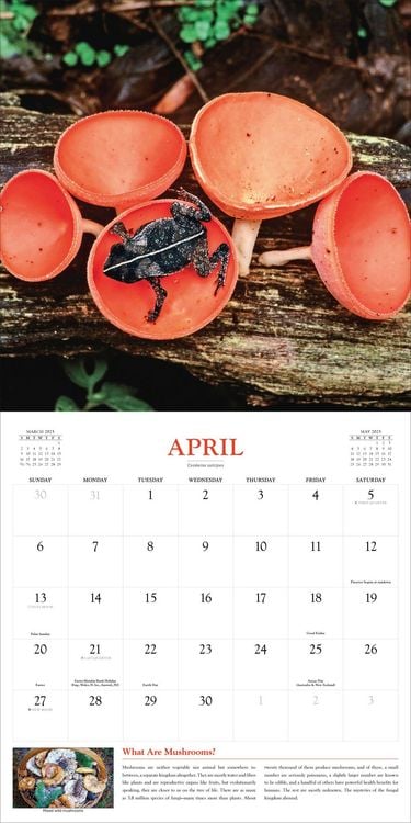 Produktbild: Fantastic Fungi Wall Calendar 2025