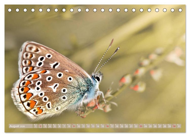 Produktbild: Schmetterlinge im Fokus (Tischkalender 2026 DIN A5 quer), CALVENDO Monatskalender