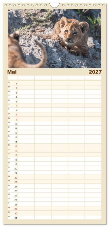 Produktbild: Familienplaner 2027 - L&ouml;wen - Raubkatzen Afrikas mit 5 Spalten (Wandkalender, 21 x 45 cm) CALVENDO