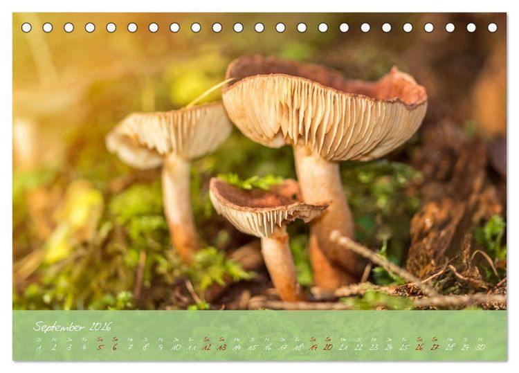 Produktbild: Waldwelten (Tischkalender 2026 DIN A5 quer), CALVENDO Monatskalender