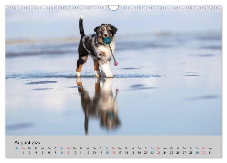 Produktbild: Australian Shepherd Welpen 2026 (Wandkalender 2026 DIN A3 quer), CALVENDO Monatskalender