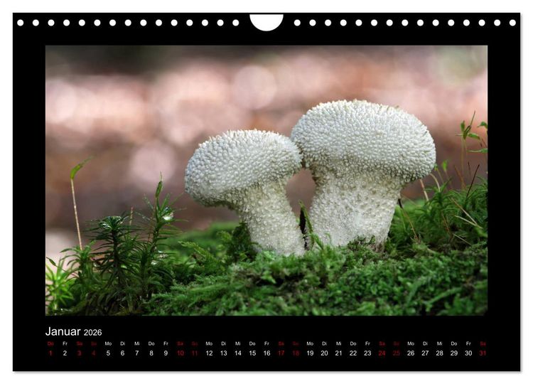 Produktbild: Pilzgalerie - Heimische Pilze aus der Region Rheinland-Pfalz (Wandkalender 2026 DIN A4 quer), CALVENDO Monatskalender