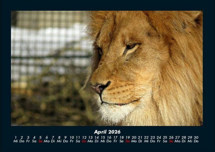 Produktbild: Welt der Tiere 2026 Fotokalender DIN A4