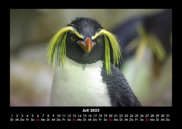 Produktbild: Pinguine & Eisb&auml;ren 2025 Fotokalender DIN A3
