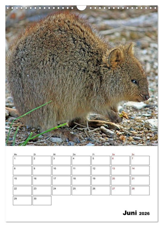 Produktbild: Australiens faszinierende Tierwelt (Wandkalender 2026 DIN A3 hoch), CALVENDO Monatskalender