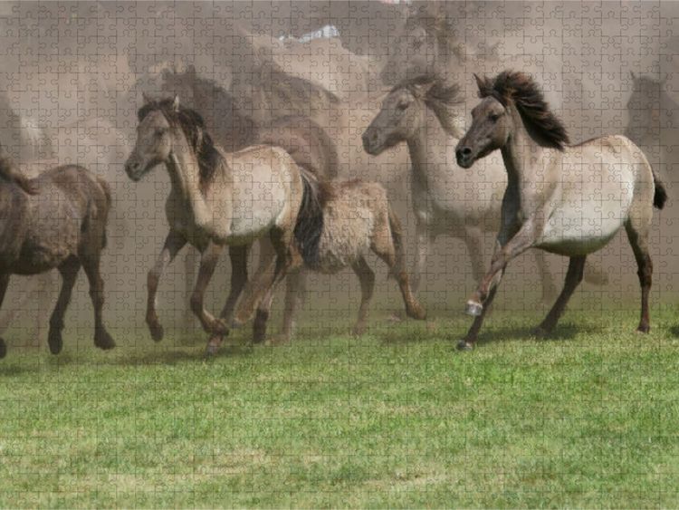 Produktbild: CALVENDO Puzzle Wildpferde beim Einlauf in die Arena | 1000 Teile Lege-Gr&ouml;&szlig;e 64x48cm Foto-Puzzle f&uuml;r gl&uuml;ckliche Stunden