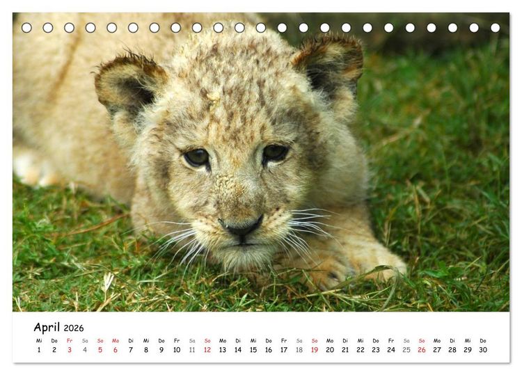 Produktbild: L&ouml;wen Impressionen (Tischkalender 2026 DIN A5 quer), CALVENDO Monatskalender
