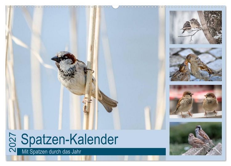 Produktbild: Spatzen-Kalender (Wandkalender 2027 DIN A2 quer), CALVENDO Monatskalender