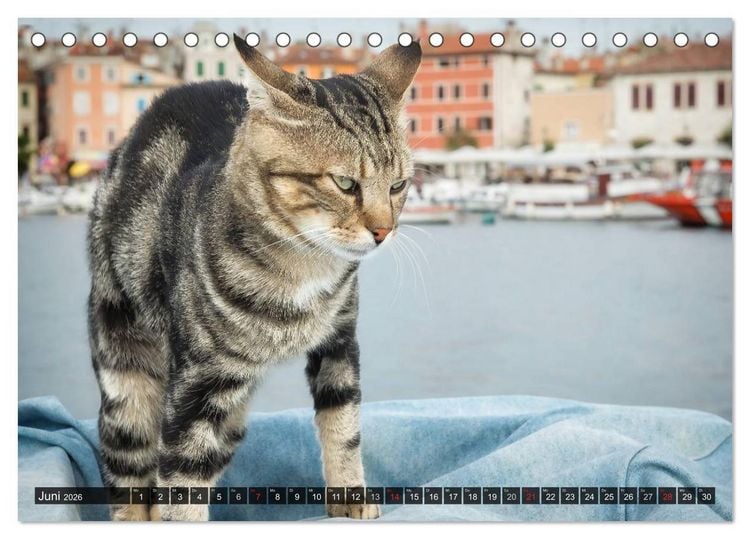 Produktbild: Die Katzen von Rovinj (Tischkalender 2026 DIN A5 quer), CALVENDO Monatskalender