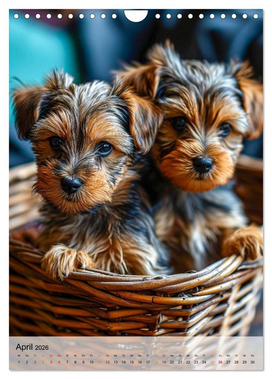 Produktbild: Yorkshire Terrier - ein Hund mit starkem Charakter (Wandkalender 2026 DIN A4 hoch), CALVENDO Monatskalender