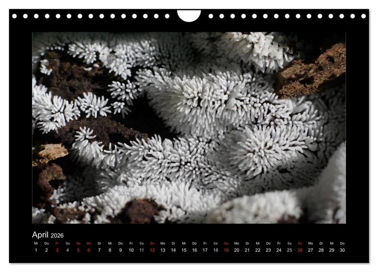 Produktbild: Pilze (Wandkalender 2026 DIN A4 quer), CALVENDO Monatskalender