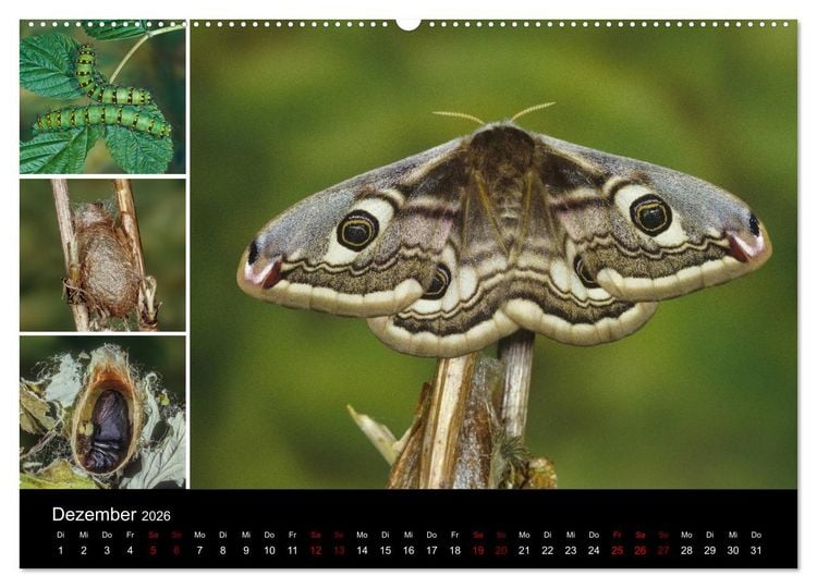 Produktbild: Schmetterlinge - Wunder der Verwandlung (Wandkalender 2026 DIN A2 quer), CALVENDO Monatskalender