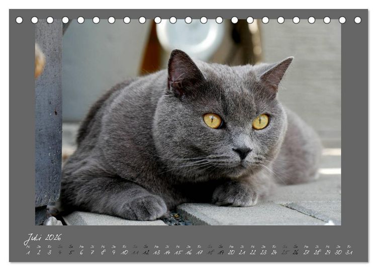 Produktbild: GRAUE ENGEL Britischkurzhaar-Katzen (Tischkalender 2026 DIN A5 quer), CALVENDO Monatskalender