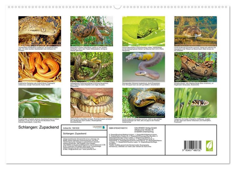 Produktbild: Schlangen: Zupackend (hochwertiger Premium Wandkalender 2026 DIN A2 quer), Kunstdruck in Hochglanz