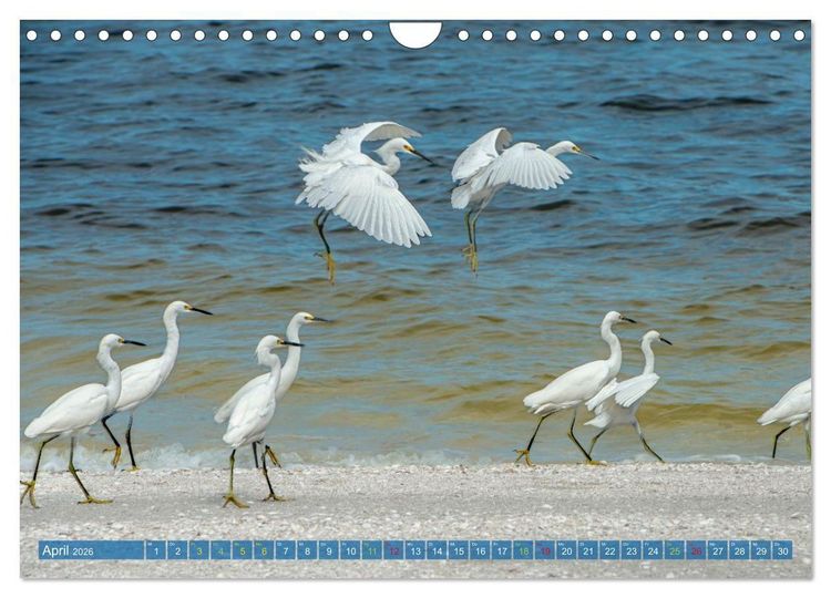Produktbild: R&ouml;telreiher und Schmuckreiher (Wandkalender 2026 DIN A4 quer), CALVENDO Monatskalender