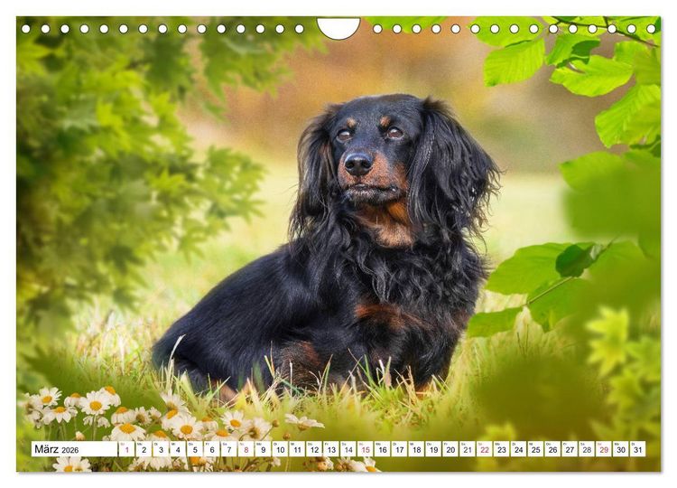 Produktbild: Dackeltr&auml;umereien - Kleine Helden auf 4 Pfoten (Wandkalender 2026 DIN A4 quer), CALVENDO Monatskalender