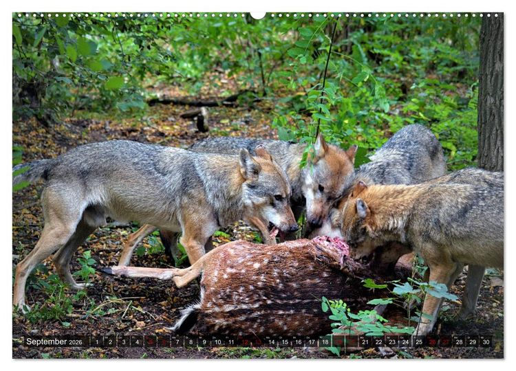 Produktbild: Begegnung mit dem Wolf (hochwertiger Premium Wandkalender 2026 DIN A2 quer), Kunstdruck in Hochglanz