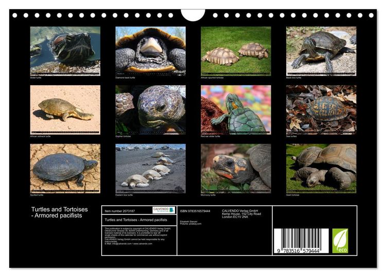 Produktbild: Turtles and Tortoises - Armored pacifists (Wall Calendar 2026 DIN A4 landscape), CALVENDO 12 Month Wall Calendar