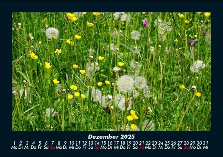 Produktbild: Blumentr&auml;ume 2025 Fotokalender DIN A5