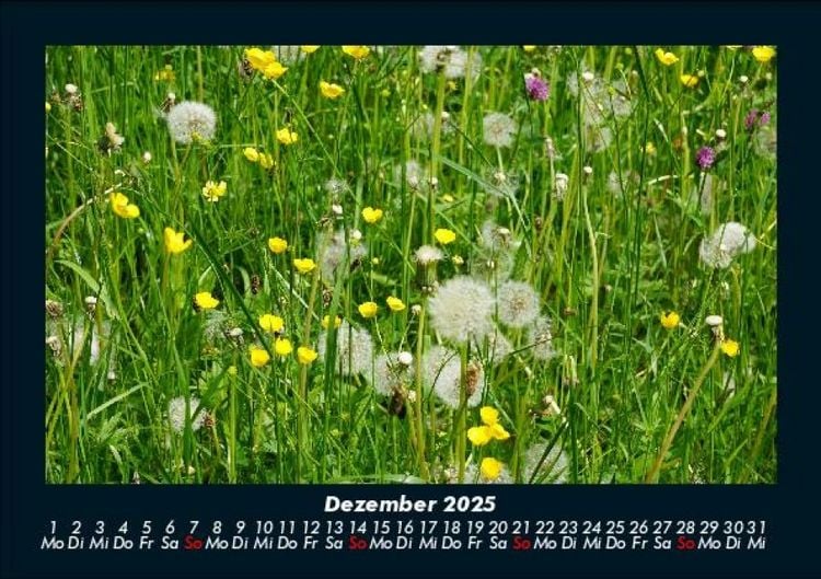 Produktbild: Blumentr&auml;ume 2025 Fotokalender DIN A5