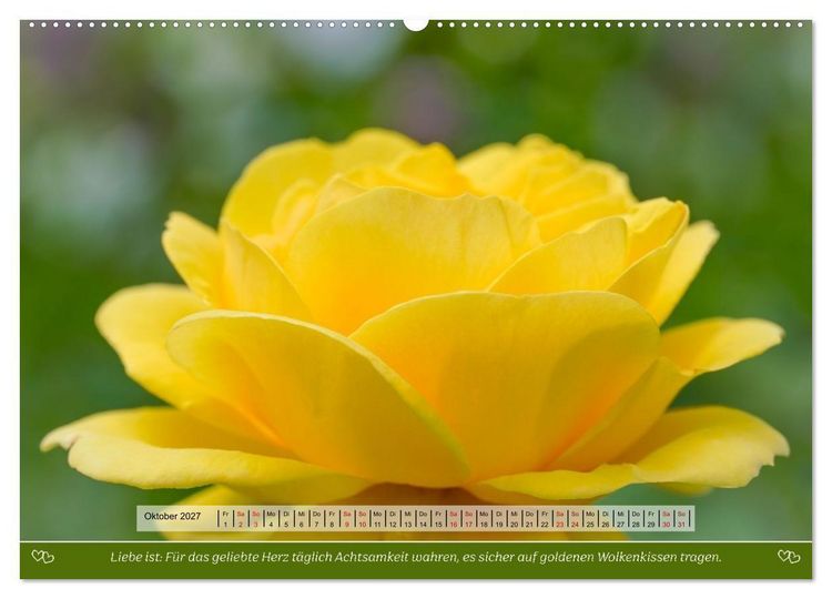 Produktbild: Rosen, Liebe ist (hochwertiger Premium Wandkalender 2027 DIN A2 quer), Kunstdruck in Hochglanz