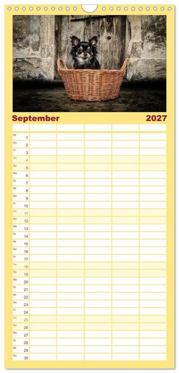 Produktbild: Familienplaner 2027 - Chihuahuas - Cool and Cute mit 5 Spalten (Wandkalender, 21 x 45 cm) CALVENDO