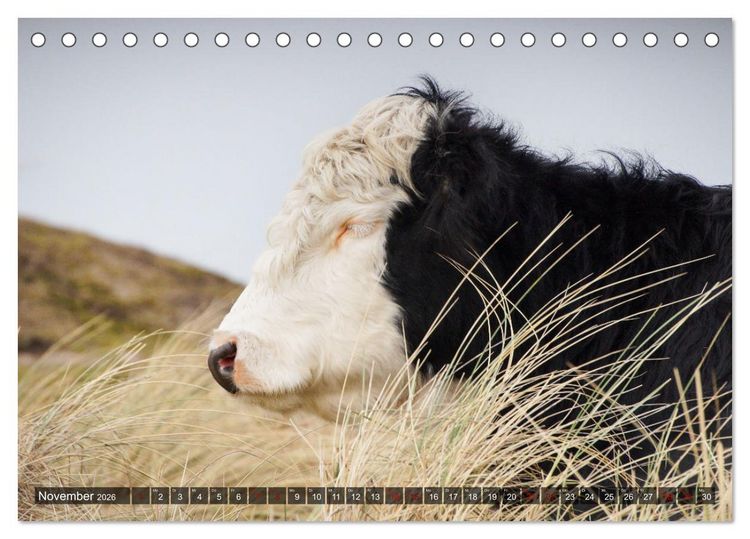 Produktbild: Ferien in Holland (Tischkalender 2026 DIN A5 quer), CALVENDO Monatskalender