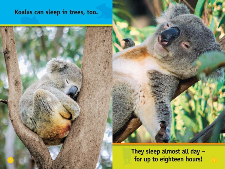 Produktbild: Climb, Koala!