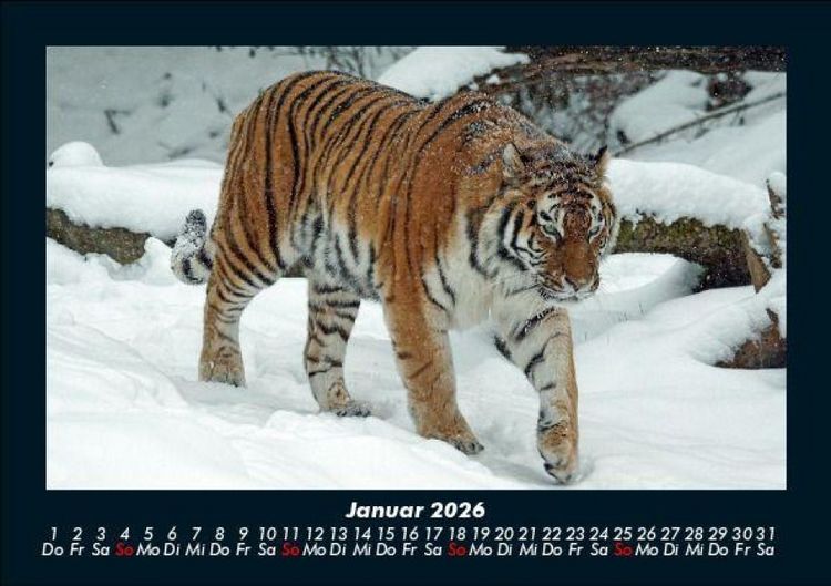 Produktbild: Tiger 2026 Fotokalender DIN A5