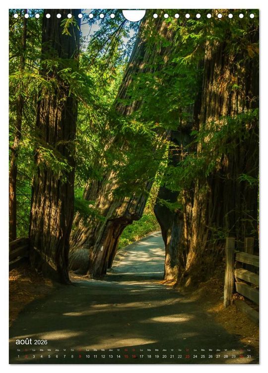 Produktbild: G&eacute;ants verts de la for&ecirc;t (Calendrier mural 2026 DIN A4 horizontal), CALVENDO calendrier mensuel