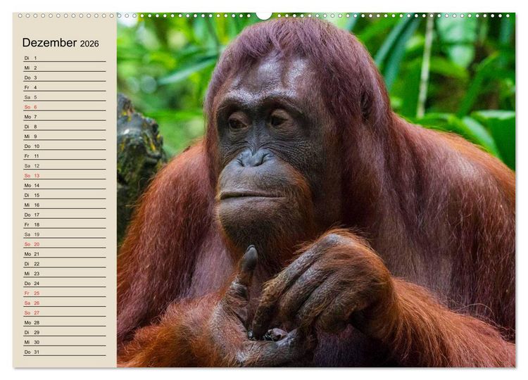 Produktbild: Regenwald. Tiere im Dschungel (hochwertiger Premium Wandkalender 2026 DIN A2 quer), Kunstdruck in Hochglanz