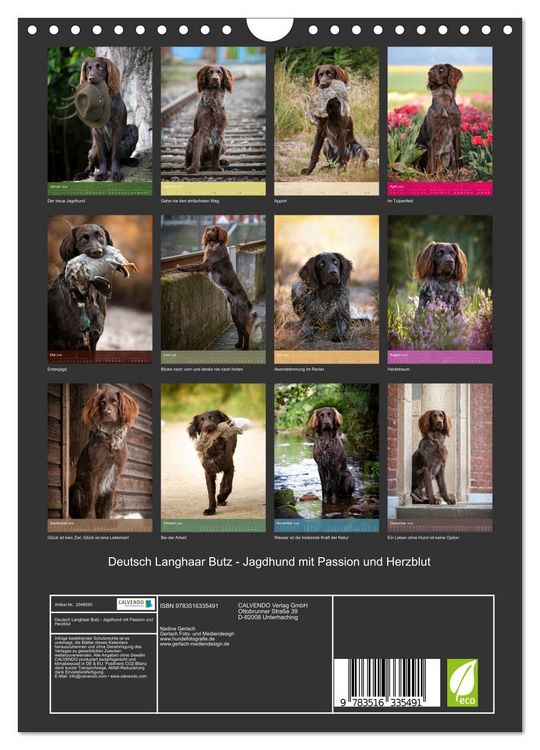 Produktbild: Deutsch Langhaar Butz - Jagdhund mit Passion und Herzblut (Wandkalender 2026 DIN A4 hoch), CALVENDO Monatskalender