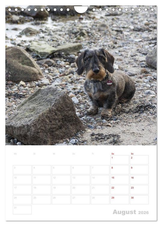Produktbild: Der Dackel (M)ein treuer Weggef&auml;hrte (Wandkalender 2026 DIN A4 hoch), CALVENDO Monatskalender