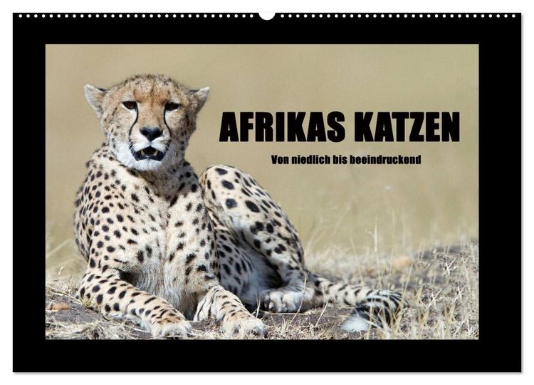 Produktbild: Afrikas Katzen (Wandkalender 2026 DIN A2 quer), CALVENDO Monatskalender