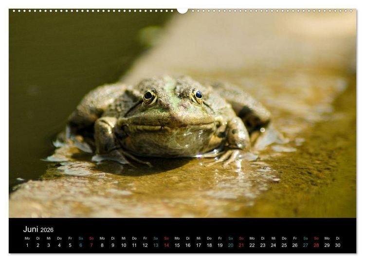 Produktbild: FROSCHBUCH (Wandkalender 2026 DIN A2 quer), CALVENDO Monatskalender