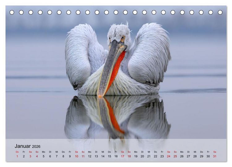 Produktbild: Krauskopfpelikane (Tischkalender 2026 DIN A5 quer), CALVENDO Monatskalender