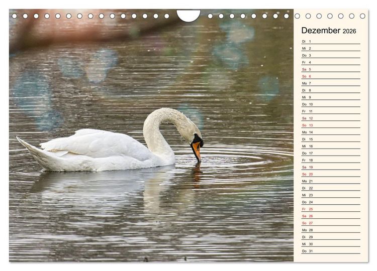 Produktbild: Schwanenzauber (Wandkalender 2026 DIN A4 quer), CALVENDO Monatskalender