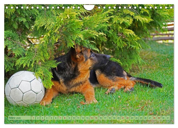 Produktbild: Faszination Sch&auml;ferhundwelpe (Wandkalender 2026 DIN A4 quer), CALVENDO Monatskalender