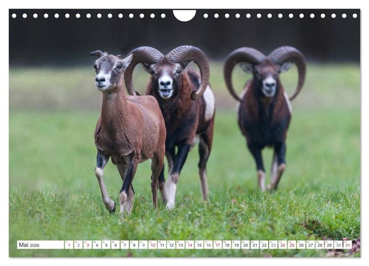 Produktbild: Emotionale Momente: Muffelwild. (Wandkalender 2026 DIN A4 quer), CALVENDO Monatskalender