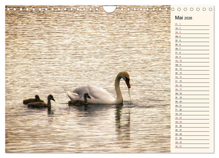 Produktbild: Schwanenzauber (Wandkalender 2026 DIN A4 quer), CALVENDO Monatskalender