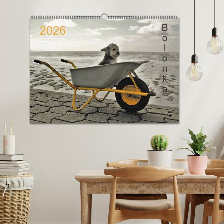 Produktbild: Bolonka 2026 (Wandkalender 2026 DIN A2 quer), CALVENDO Monatskalender