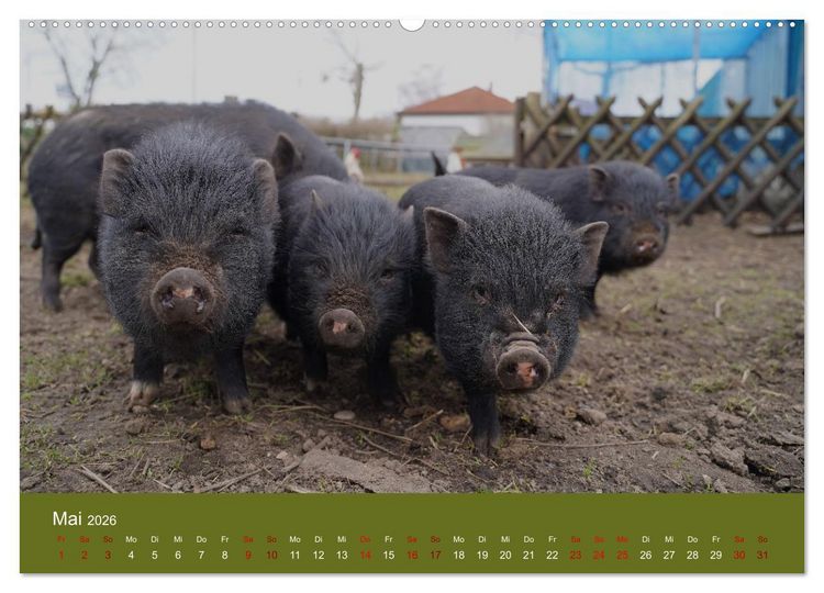 Produktbild: Faszination Minischweine (hochwertiger Premium Wandkalender 2026 DIN A2 quer), Kunstdruck in Hochglanz