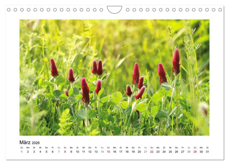 Produktbild: Mein Sehnsuchtsort, die Blumenwiese (Wandkalender 2026 DIN A4 quer), CALVENDO Monatskalender