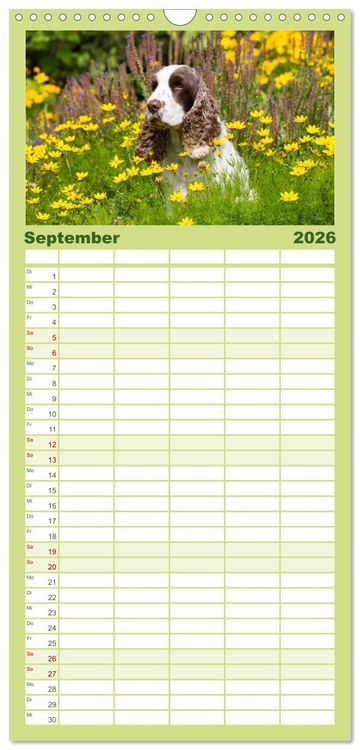 Produktbild: Familienplaner 2026 - English Cocker Spaniels - Ein Spaziergang im Park mit 5 Spalten (Wandkalender, 21 x 45 cm) CALVENDO