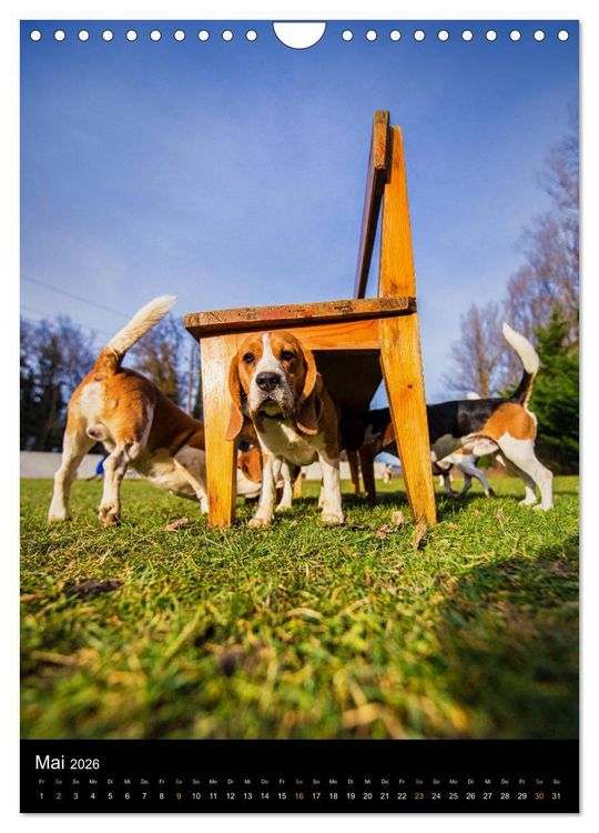 Produktbild: Beagle Action - Wilde Kuscheltiere (Wandkalender 2026 DIN A4 hoch), CALVENDO Monatskalender