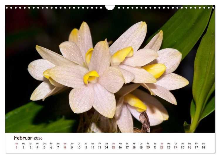 Produktbild: Orchideenzauber (Wandkalender 2026 DIN A3 quer), CALVENDO Monatskalender